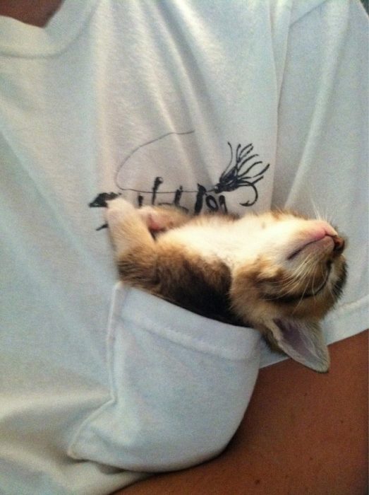 gato durmiendo bolsillo 