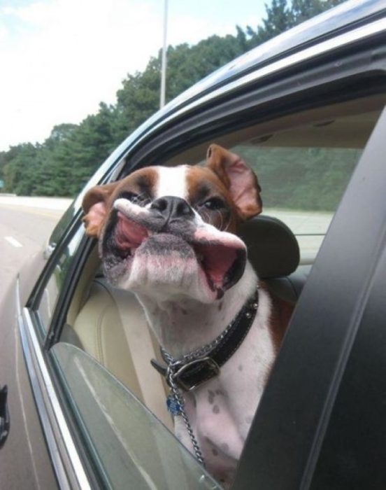 aire fresco perro bóxer auto