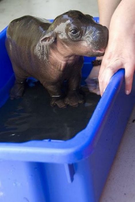 hipopotamo baño