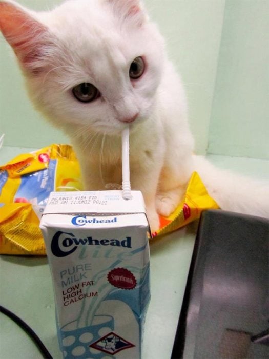 gatito bebiendo leche