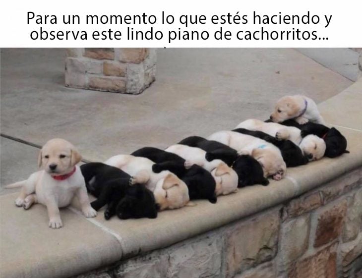 piano de cachorritos