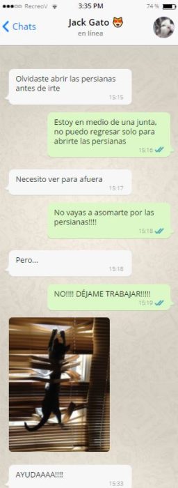 Si tu gato tuviera whats - persianas cerradas