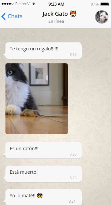 Si tu gato tuviera whats - un regalo para ti