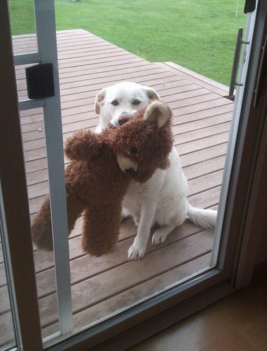 Perro con su oso esperando entrar a la casa