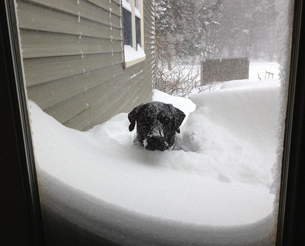 Perro negro en medio de la nieve