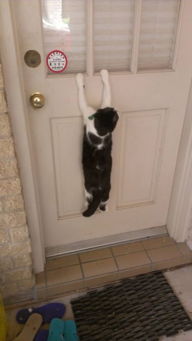 Gato aferrado a la puerta
