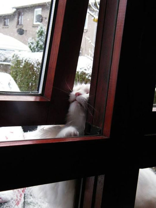 Gato queriendo entrar por la ventana