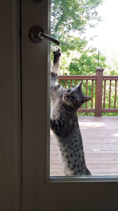 gato queriendo abrir la puerta