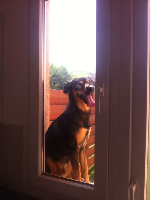 perro sonriendo mientras espera que le abran la puerta