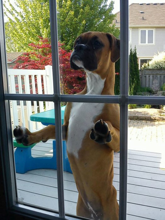 perro boxer esperando que le abran la puerta