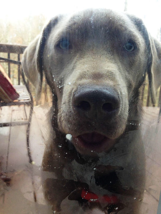 Perro viendo por la ventana 