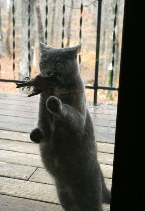 Gato con pájaro en el hocico esperando que le abran la puerta