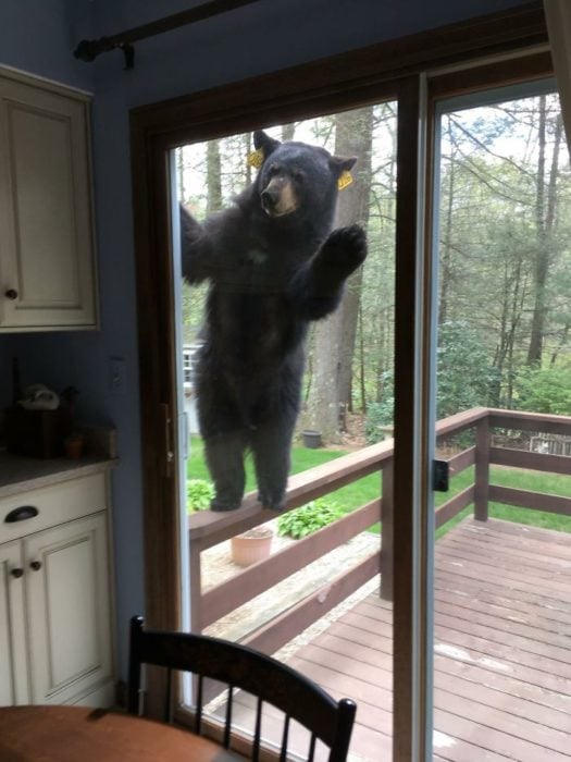 oso en la puerta