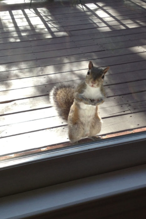 ardilla en la ventana 