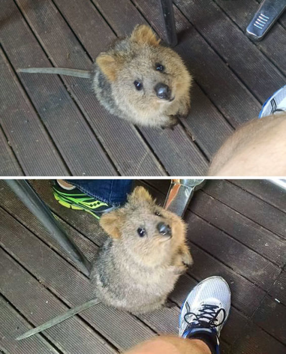 quokka 