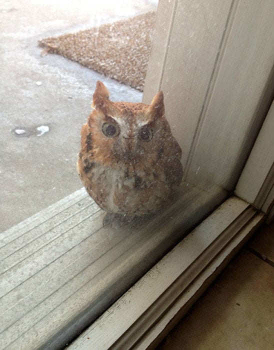 buho en la ventana 