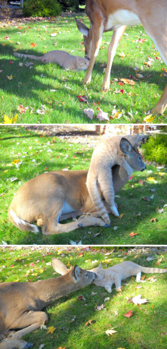 gato jugando con venado 