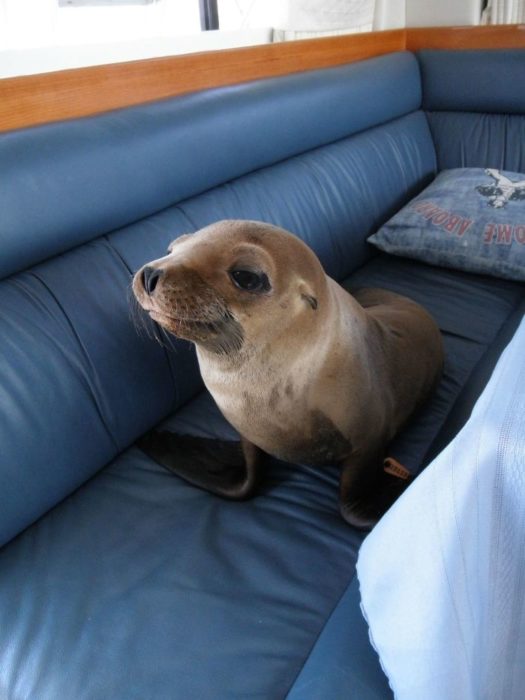 foca en velero