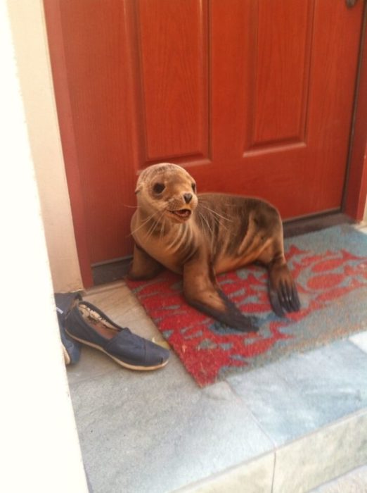 foca en la puerta