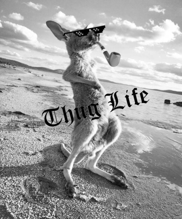 Batalla Photoshop canguro - thug life