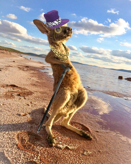 Batalla Photoshop canguro - con sombrero de copa y monóculo 