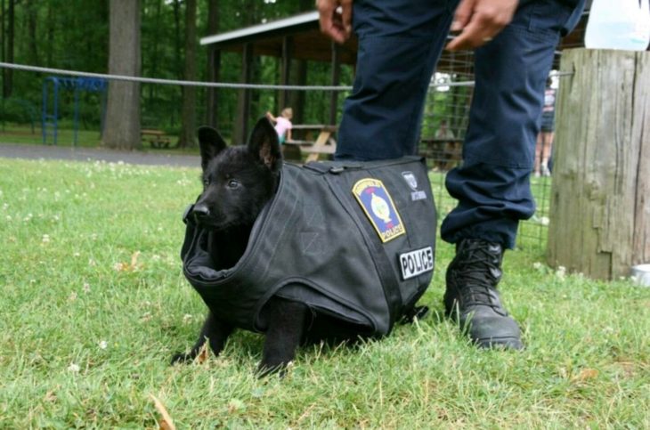 cachorro de servicio le queda muy grande su chaleco 