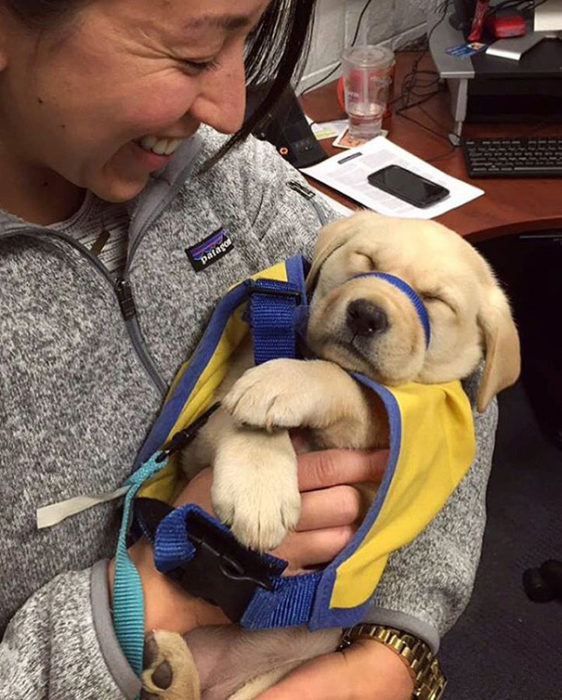 labrador cachorro de servicio dormido 