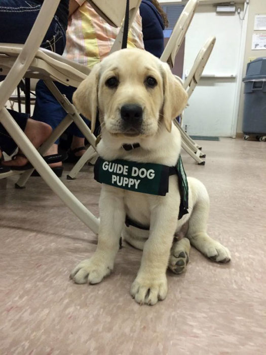 labrador blanco cachorro de servicio 