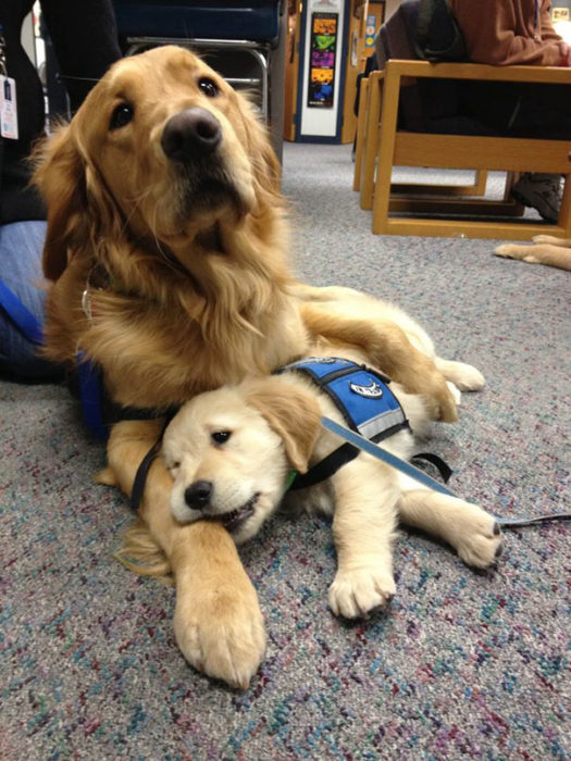 Perro golden adulto y cachorro de servicio 