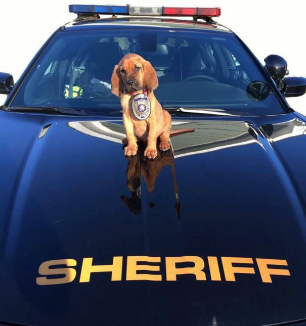 cachorro en cofre de carro de policía