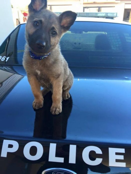 cachorro pastor alemán en el cofre de un carro de policía 
