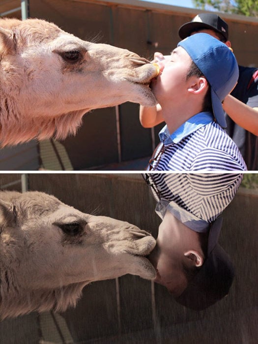 Trol PS - beso camello 