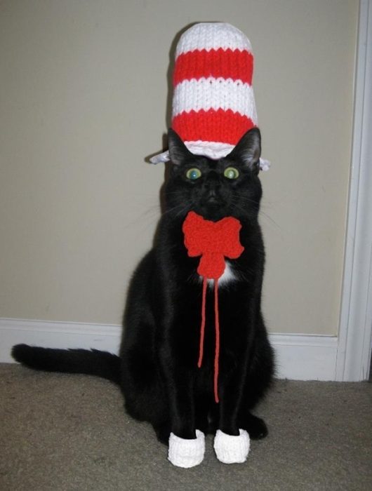 gato sombrero rojo