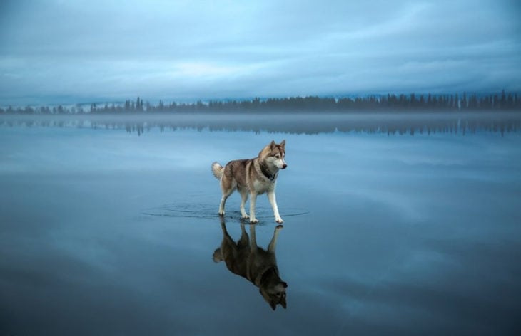 lobo sobre el agua 