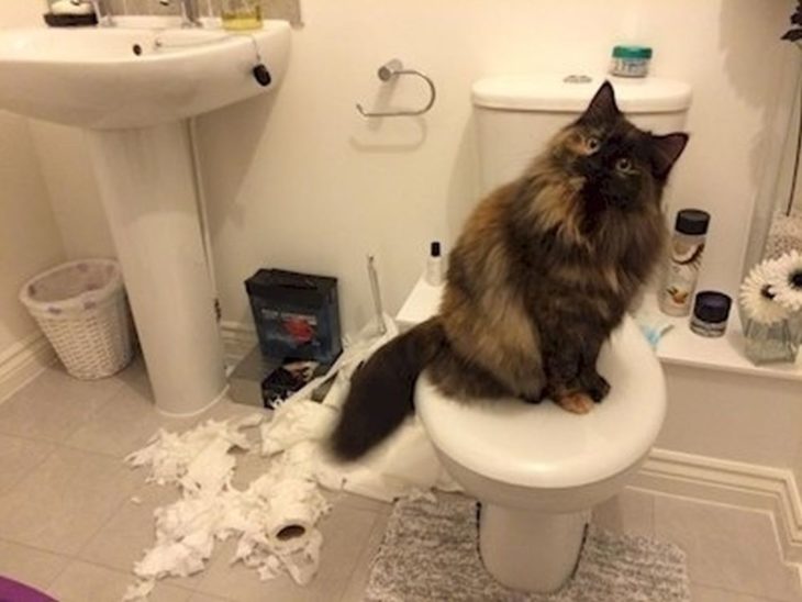 gato papel de baño