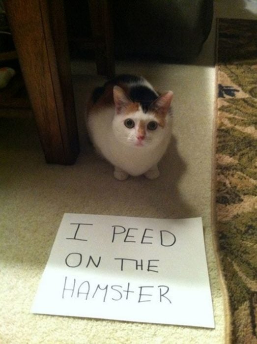 gato letrero hamster