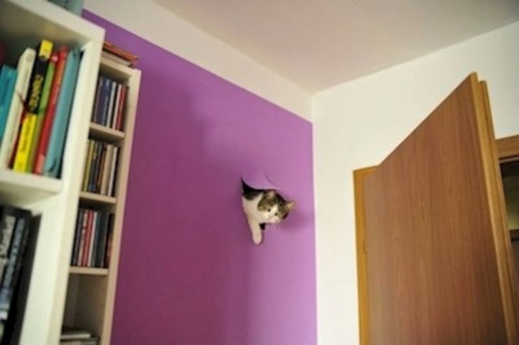 gato atraviesa pared