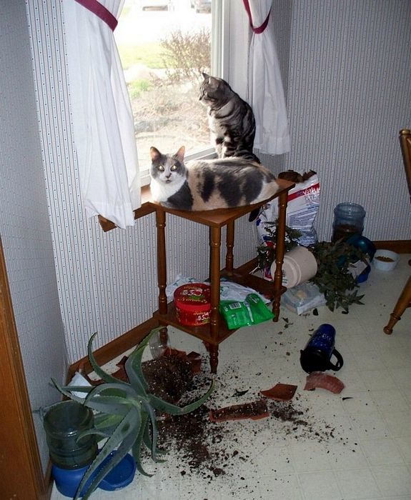 gatos tiran todo de la mesa para asomarse