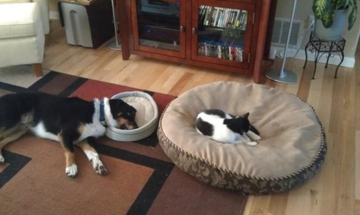 Gato acostado en la cama del perro 