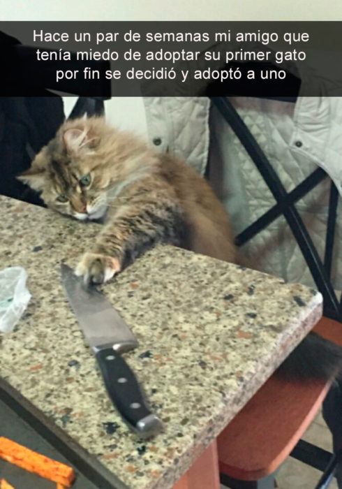 Snapchat gato adoptado jugando con cuchillo 