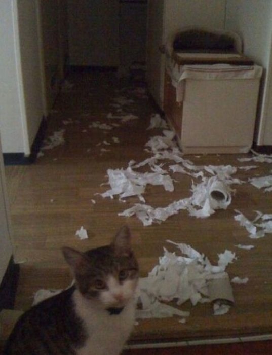 Gato destruyó todo el papel 