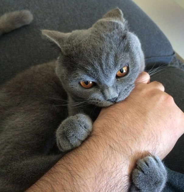 Gato mordiendo mano de su dueño 