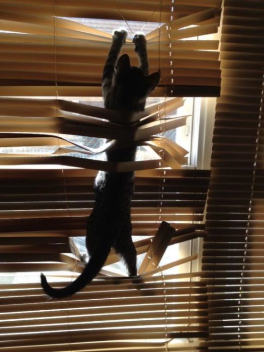 Gato destruye persianas