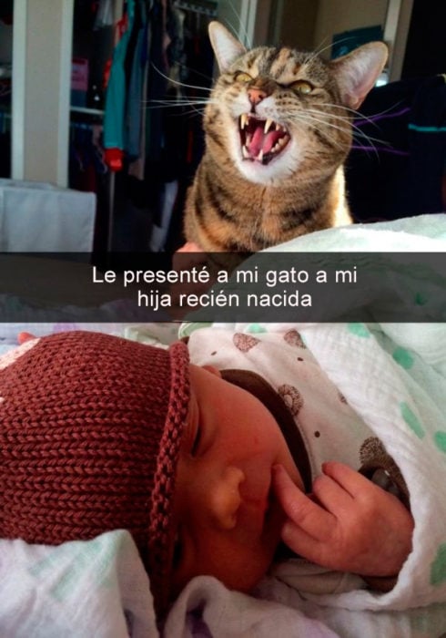 Snapachat gato conoce a bebé 