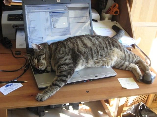 gato sobre laptop 