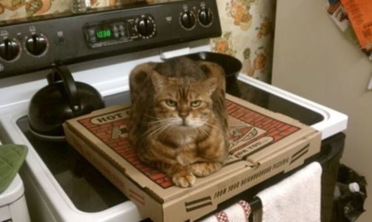 gato sobre caja de pizza 