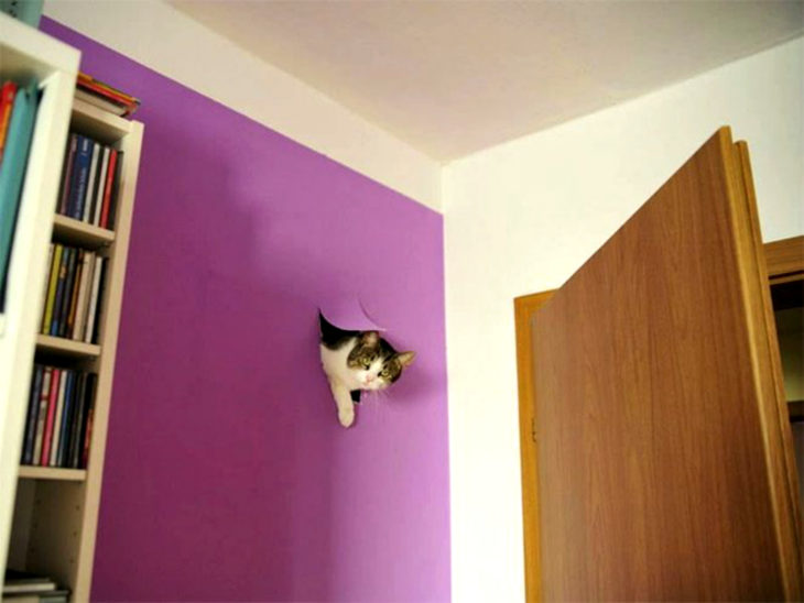 gato rompe pared 