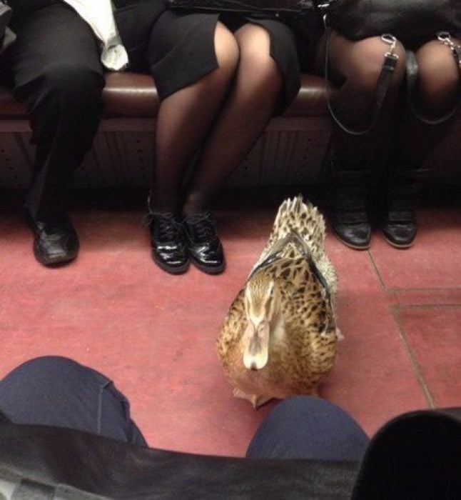 pato en el metro 