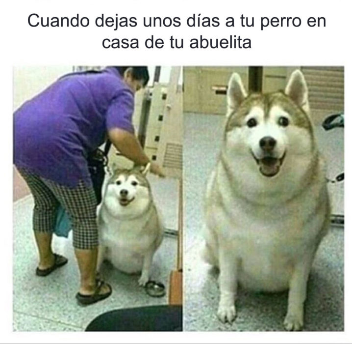 husky abuela 