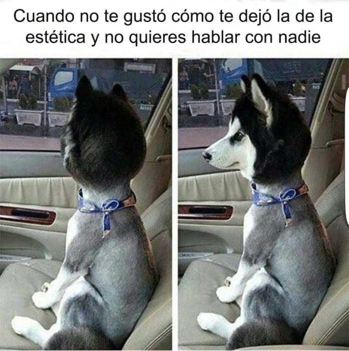 corte de cabello husky